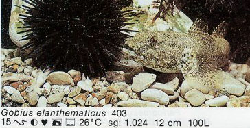 Gobius elanthematicus